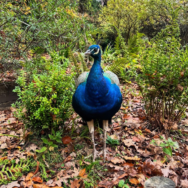 The Blue Pool 3