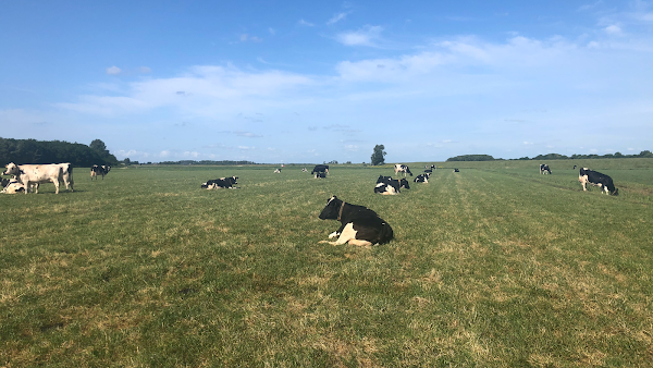 De Wieringer IJs- en Zuivelboerderij 4