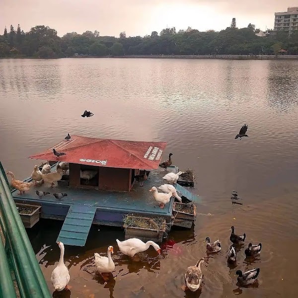 Malleshwaram 1
