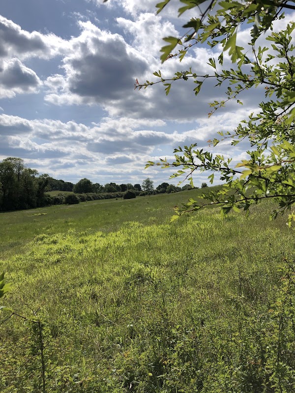 North Downs 5
