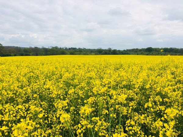 North Downs 4