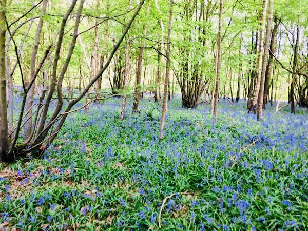 North Downs 3