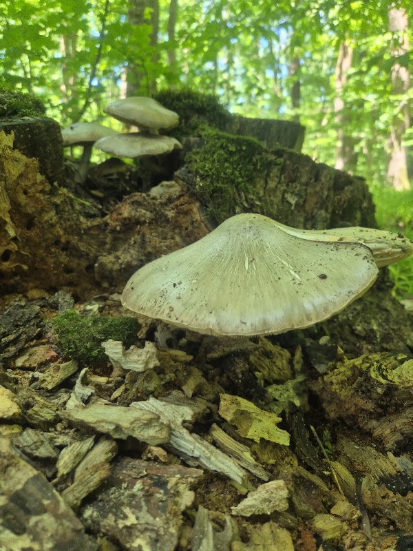 Rezervatia "CODRII" 4