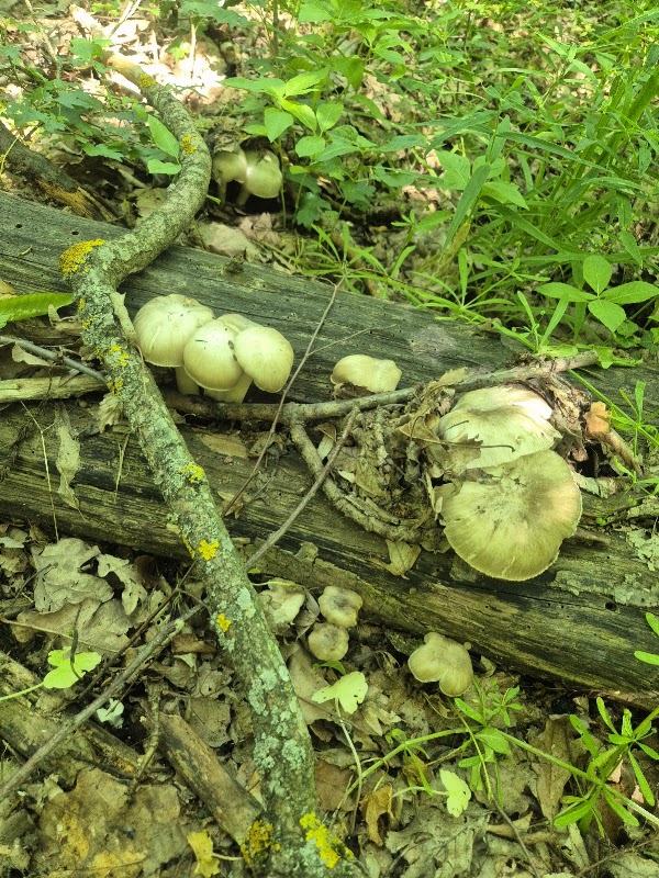 Rezervatia "CODRII" 3