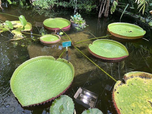 Utrecht Botanic Gardens 3