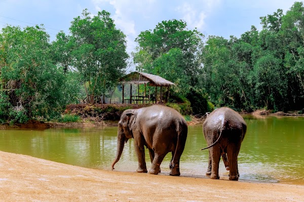 The Lake Phuket Elephant Home Ethical Sanctuary