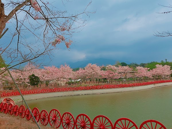 神威天臺山道場花旗木