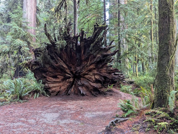 Simpson Reed Trail 5