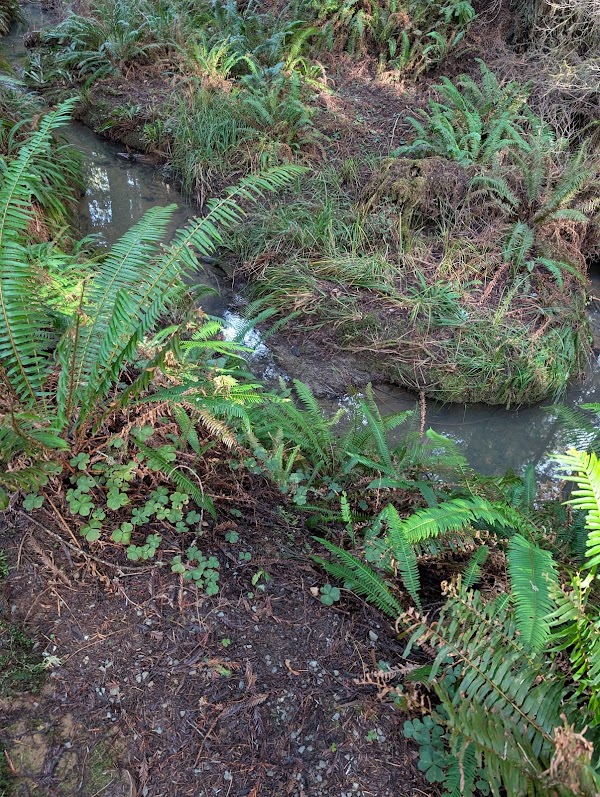 Simpson Reed Trail 3