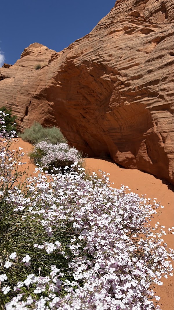 Biidi The Arch 4