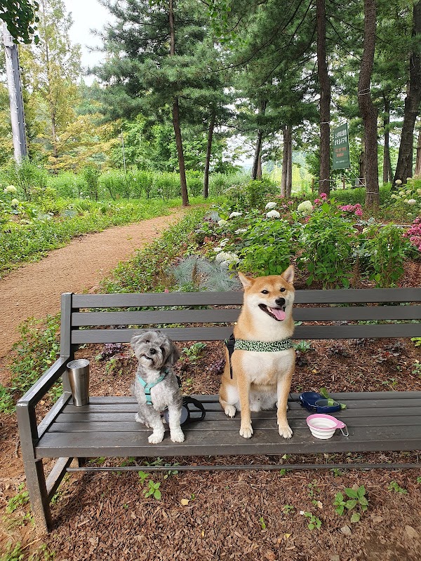 Cherry Blossom 🌸 4