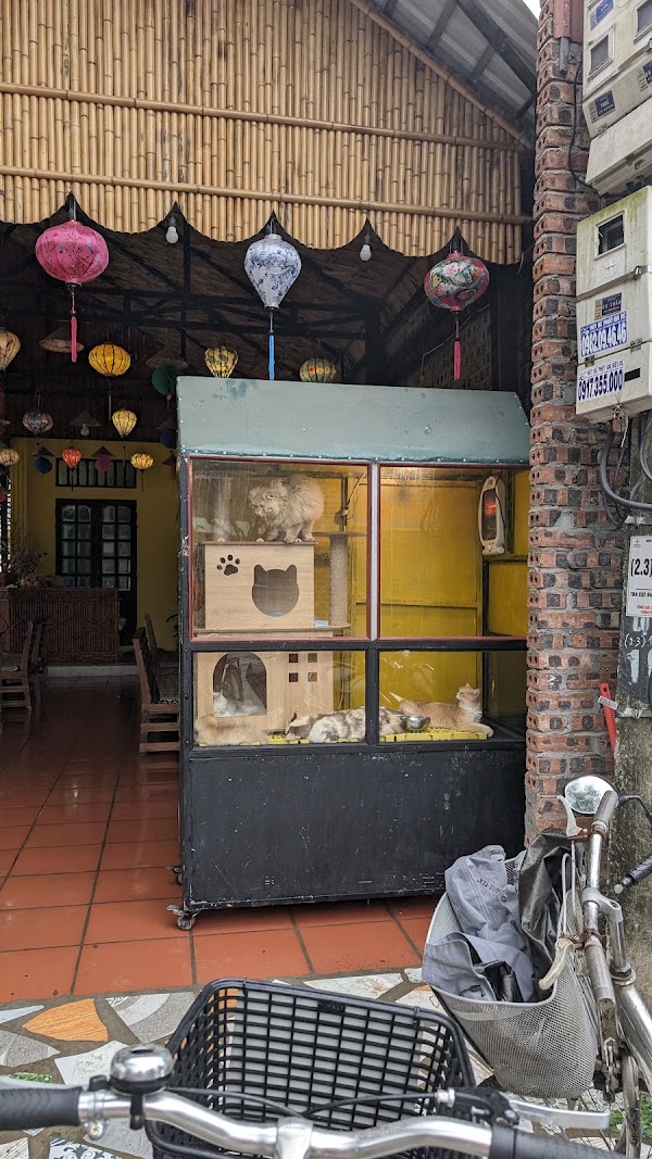 Coffee Cat 1
