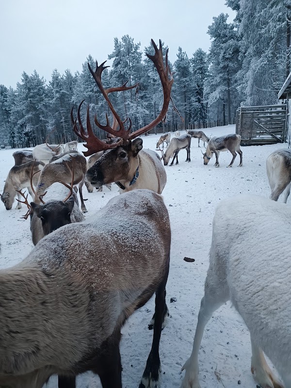 Kopara Reindeer Park and Restaurant 1