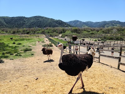 Ostrichland USA