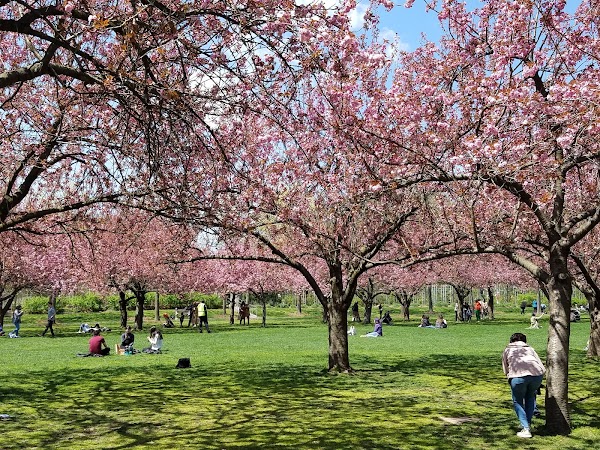 Brooklyn Botanic Garden 5