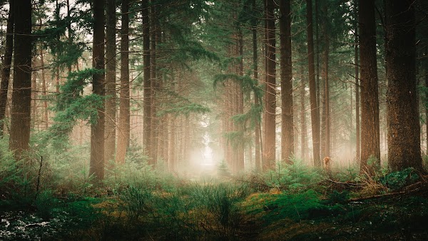 The Cape Forests