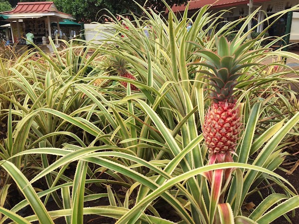 Dole Plantation 1
