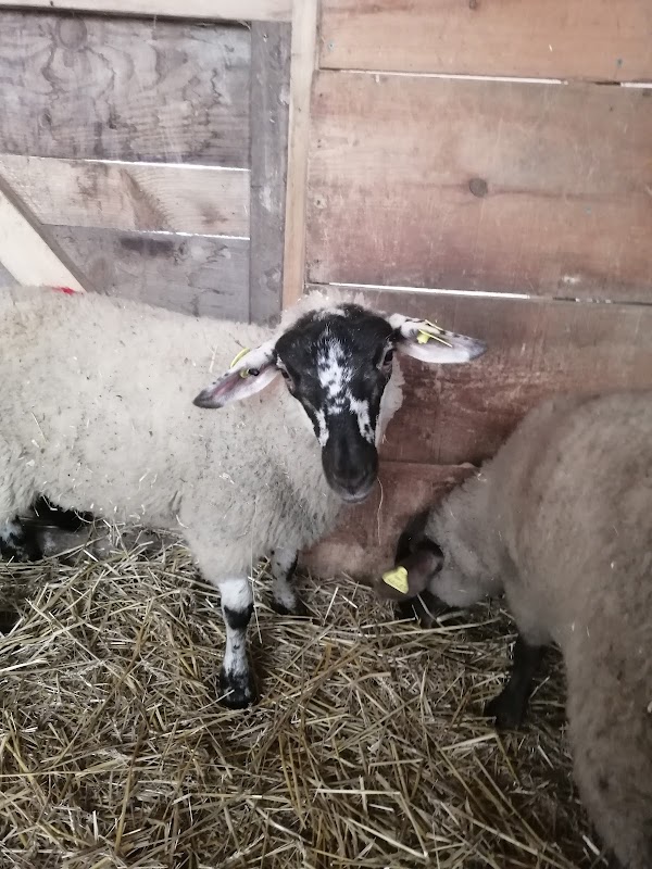 Triple C Farm