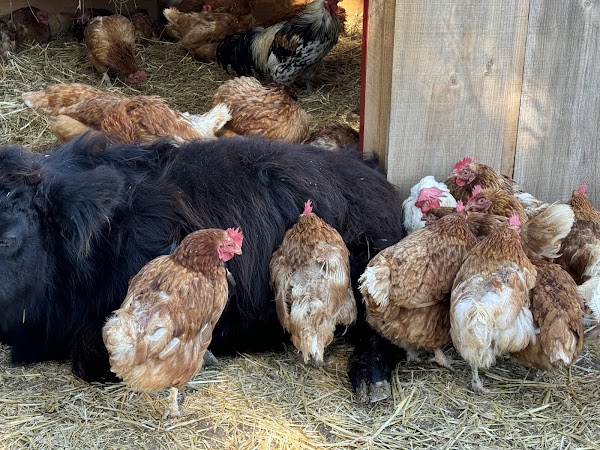 Triple C Farm 2