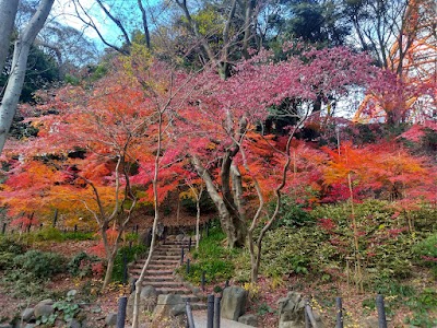 Autumn Maple Leaves Valley
