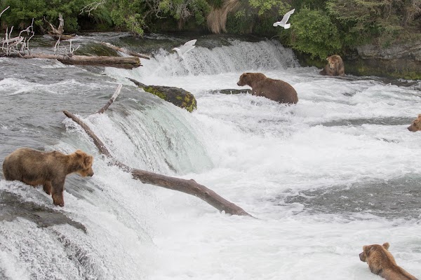 Brooks Falls 1