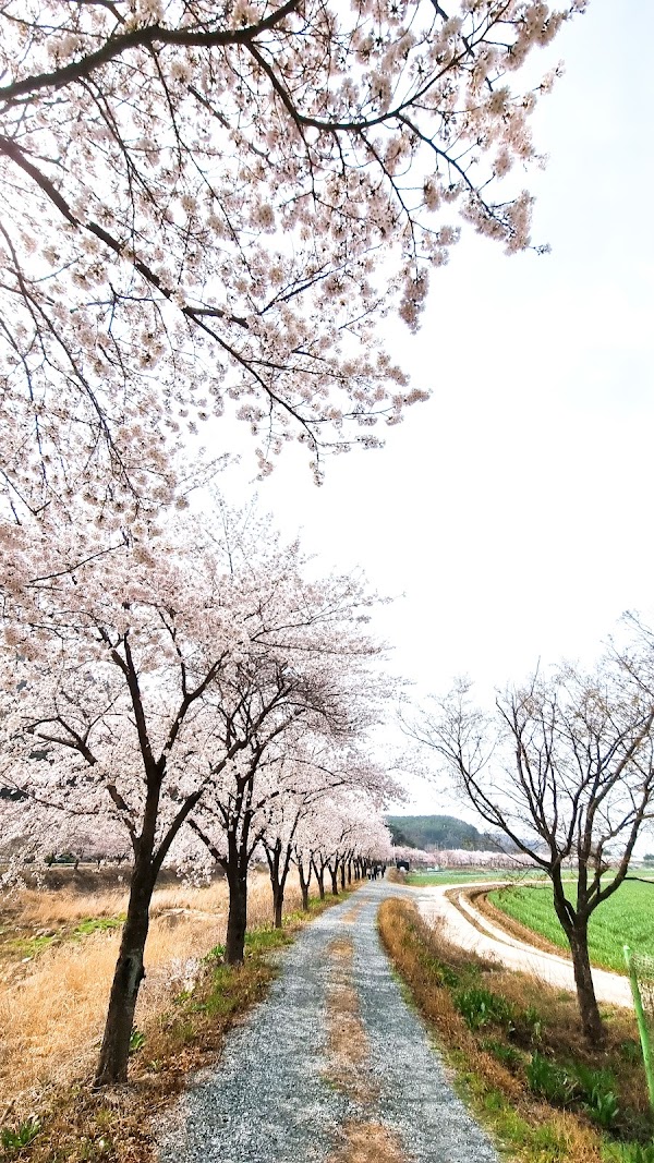 계성천 벚꽃길