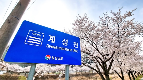 계성천 벚꽃길 5