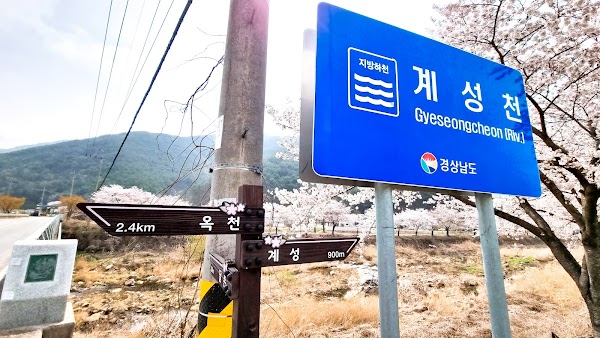 계성천 벚꽃길 4