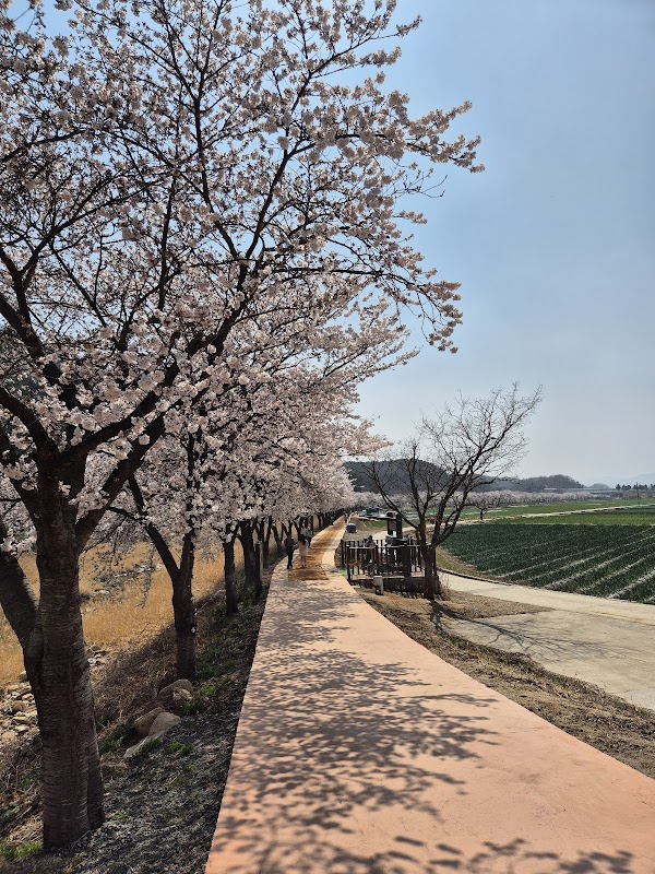 계성천 벚꽃길 2