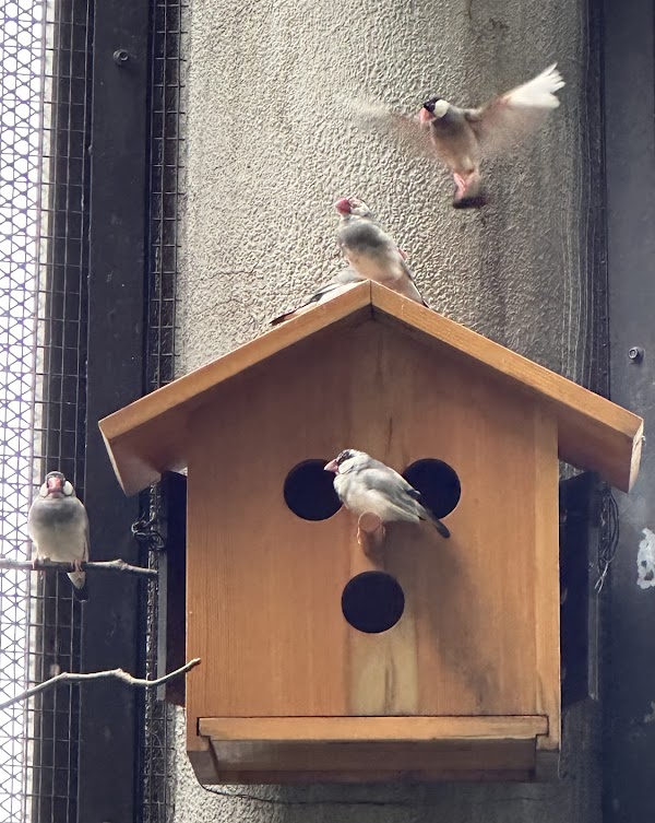 Aviary Pagoda 4