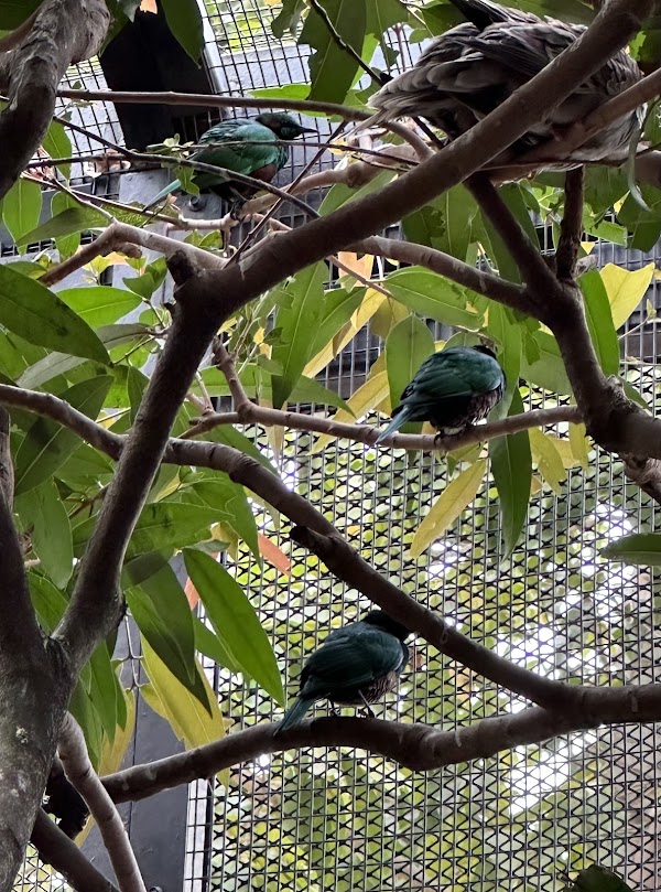 Aviary Pagoda 2