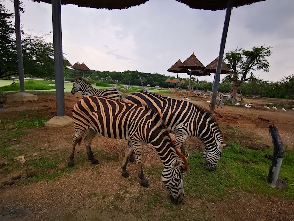 Zebras