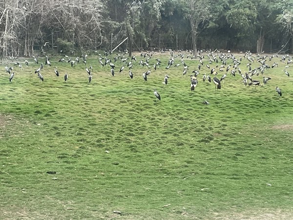 Zebras 3