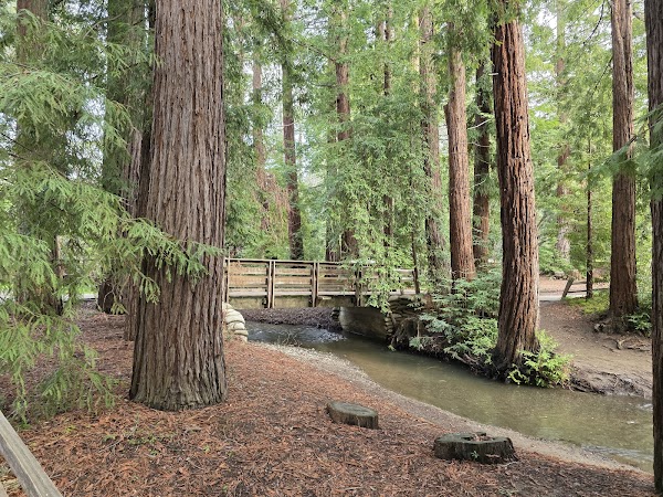 Redwood Grove Nature Preserve 6