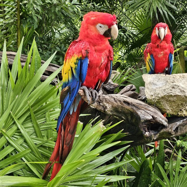 Xel-Há Park 4