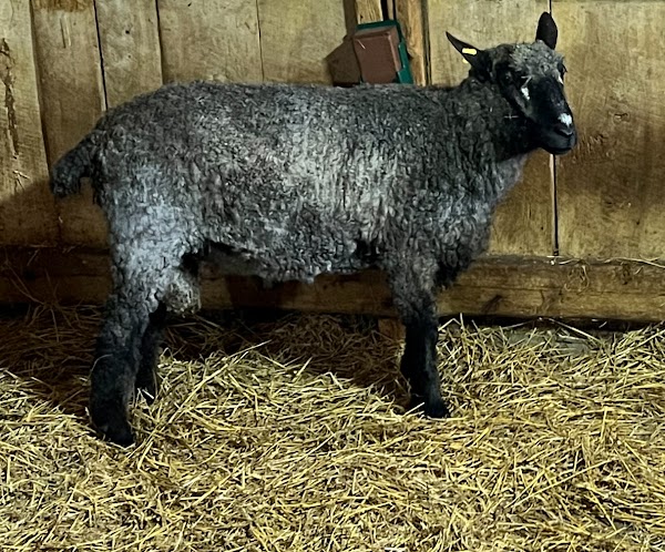 Riverdale Farm 2