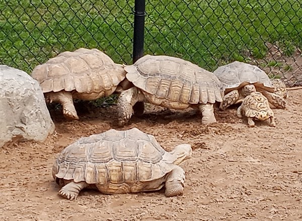 The Wild Animal Park 2