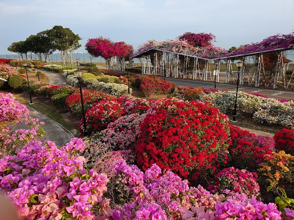 Bougainvillea Garden