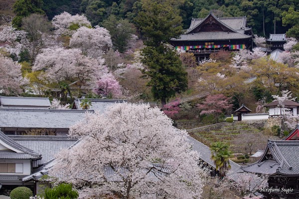 Hasedera Temple 4