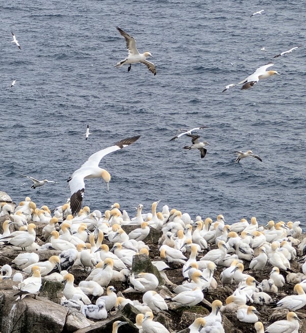 Cape St. Mary's Ecological Reserve 3
