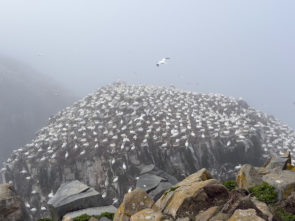 Cape St. Mary's Ecological Reserve 2