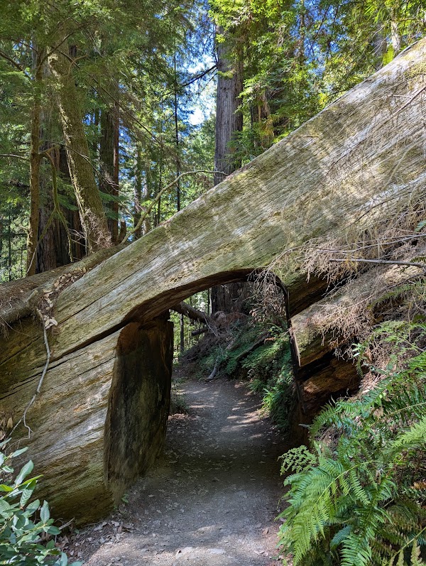 Tall Trees Grove 5