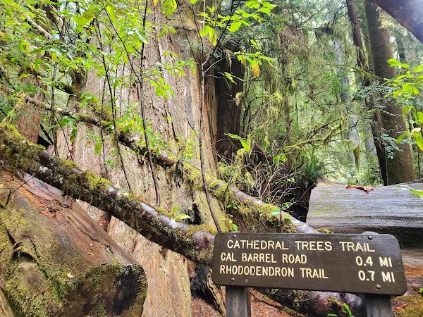 Tall Trees Grove 4