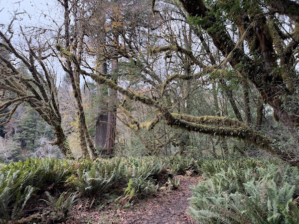Tall Trees Grove 3