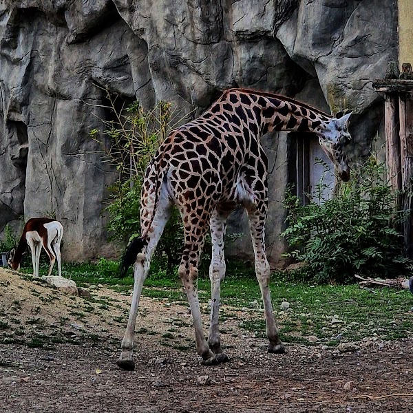 Budapest Zoo & Botanical Garden 3