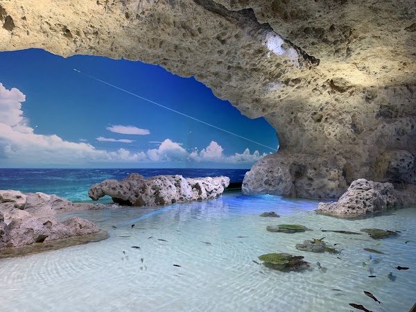 DMM Kariyushi Aquarium okinawa 5