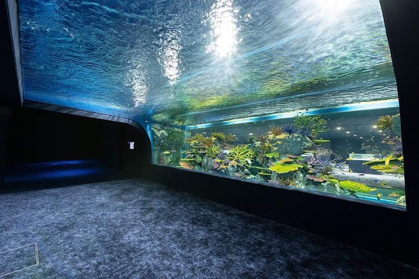 DMM Kariyushi Aquarium okinawa 3