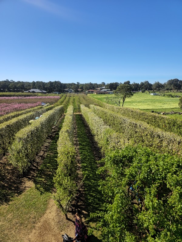 S&R Orchard Perth