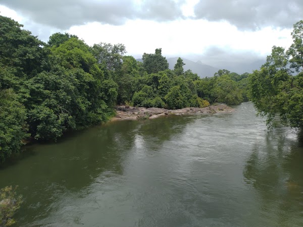 Nedumkayam Rain Forest