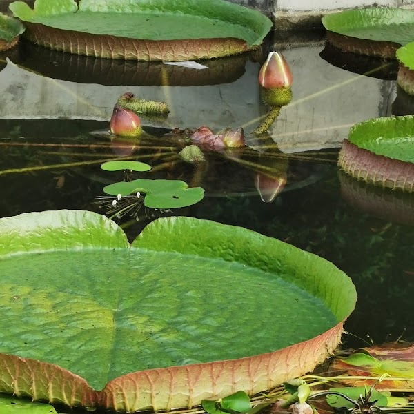 Flora Garden 3